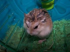 Hamster Disorder
